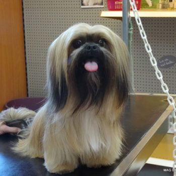 toilettage Lassa Apso 2