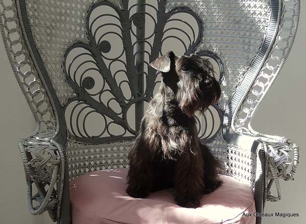 toilettage Schnauzer nain