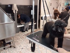 Coupe ciseaux sur caniches formation toilettage canin